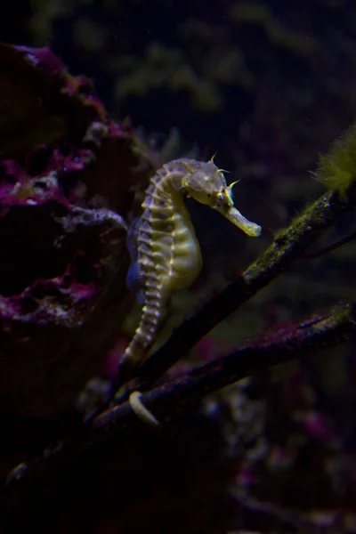 Het Grootbuikzeepaardje Hippocampus Abdominalis Pootbuikzeepaardje — Stockfoto