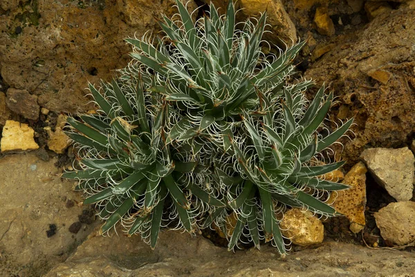Agave Parviflora Соковита Багаторічна Квітуча Рослина — стокове фото