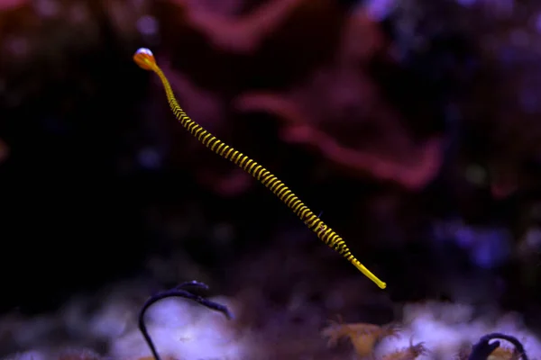 Janss Pipefish Doryrhamphus Janssi — Stock Photo, Image