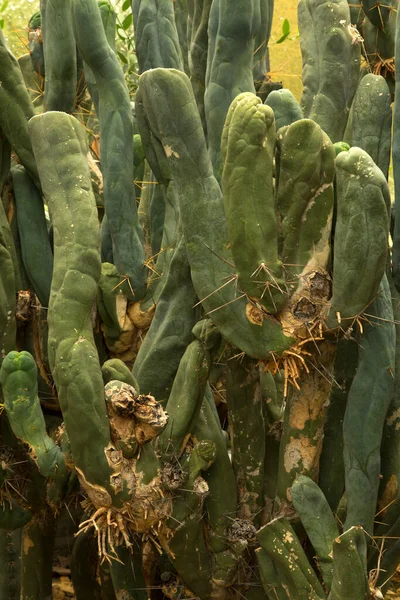 Trichocereus Bridgesii Echinopsis Bridgesii Botanical Garden — стокове фото