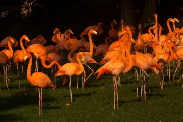 Amerikaanse Flamingo Caribische Flamingo Phoenicopterus Ruber — Stockfoto