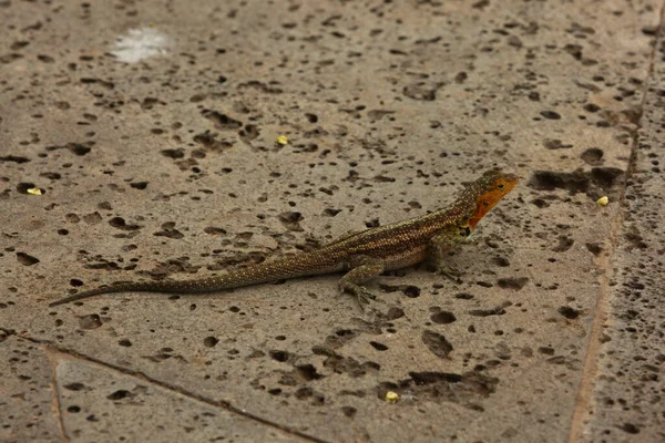 Jaszczurka Lawy Galapagos Jaszczurka Lawy Albemarle Microlophus Albemarlensis — Zdjęcie stockowe