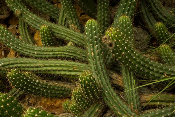 Echinopsis Candicans Dans Jardin Botanique — Photo