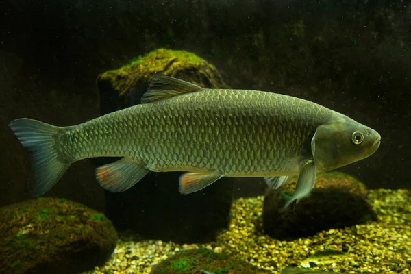 Avrupa Chub (Squalius cephalus)).