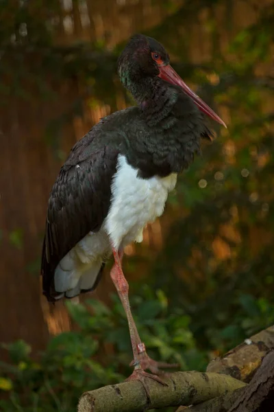 Den Svarta Storken Ciconia Nigra — Stockfoto