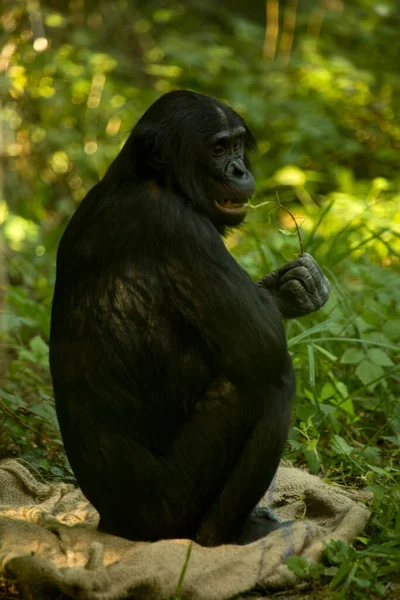 Bonobo Chimpancé Pigmeo Chimpancé Enano Gracioso Pan Paniscus — Foto de Stock