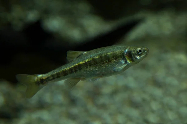 Eurasian Minnow Common Minnow Phoxinus Phoxinus — Stock Photo, Image