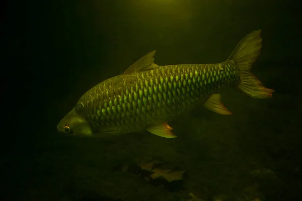 Zilverweerder Barbonymus Schwanenfeldii — Stockfoto