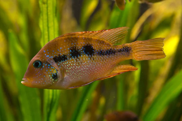 Thorichthys Aureus Cichlasoma Ellioti Kék Vaku — Stock Fotó