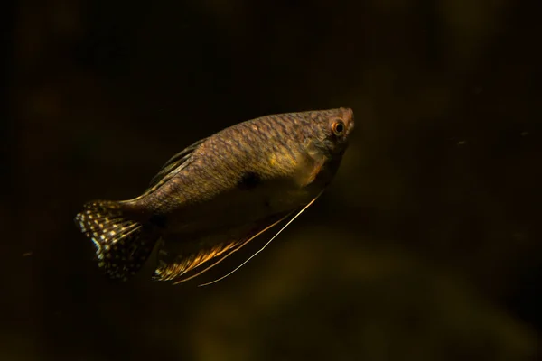 Três Pontos Gourami Gourami Opalino Gourami Azul Gourami Dourado Trichopodus — Fotografia de Stock