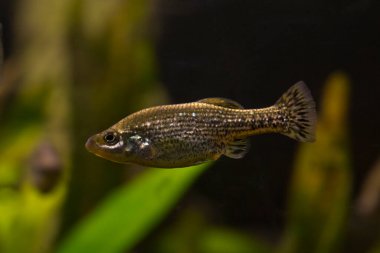 Kelebek bölünmesi ya da kelebek güzelliği (Ameca ihtişamı)).