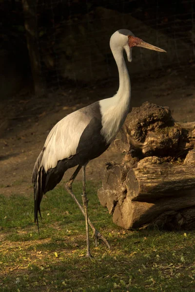 Kraanvogel Grus Carunculata — Stockfoto