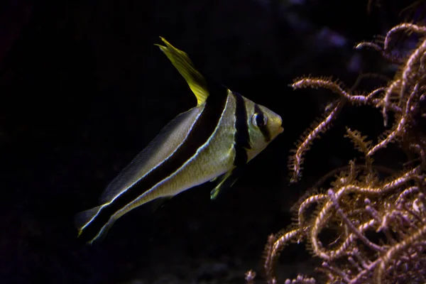Pesce Spada Pesce Asino Ribbonfish Forma Lancia Equetus Lanceolatus — Foto Stock
