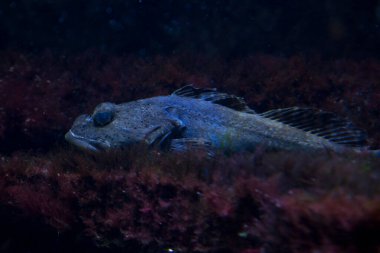 Kısa dikenli heykel, kısa omurgalı deniz akrebi, boğa başlı, boğa kafalı, baba-Lasher (Myoxocephalus scorpius).