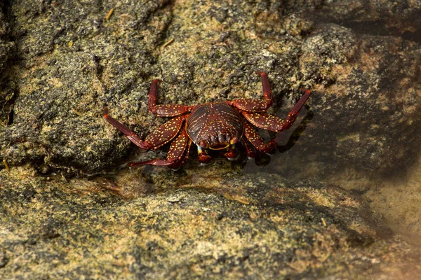 Cangrejo Sally Lightfoot Cangrejo Roca Rojo Abuete Negro Grapsus Grapsus —  Fotos de Stock