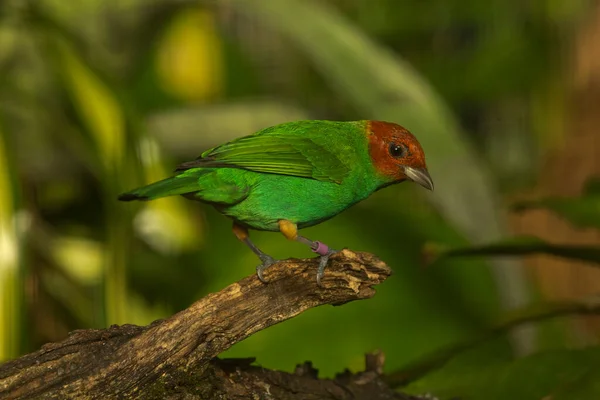 Der Rotkopftanager Tangara Gyrola — Stockfoto