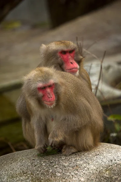 Mono Nieve Macaco Japonés Macaca Fuscata — Foto de Stock