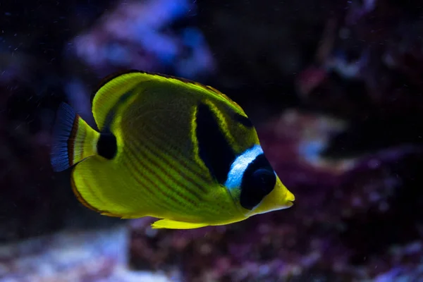 Waschbär Schmetterlingsfisch Waschbär Korallenfisch Rotgestreifter Schmetterlingsfisch Chaetodon Lunula — Stockfoto