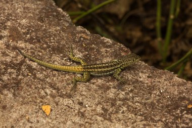 Galapagos lav kertenkelesi, Albemarle lav kertenkelesi (Microlophus albemarlensis).