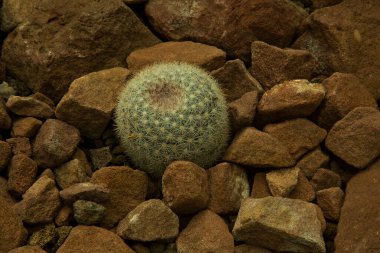 Mammillaria candida ya da botanik bahçesinde kartopu.