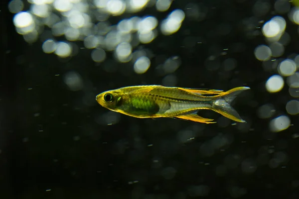 Arco Íris Celebes Marosatherina Ladigesi Endémico Sulawesi — Fotografia de Stock