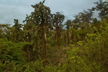 Santa Cruz Adası, Galapagos Adaları 'ndaki bitki örtüsü. Opuntia echios var. dev çay, Galapagos dikenli armut.