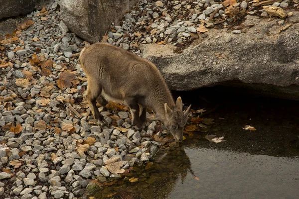 Steinbock Alp Dağ Keçisi Capra Dağ Keçisi — Stok fotoğraf