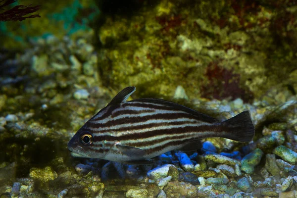 Pareques Acuminatus High Hat Cubbyu Streaked Ribbonfish Striped Drum — Stock Photo, Image