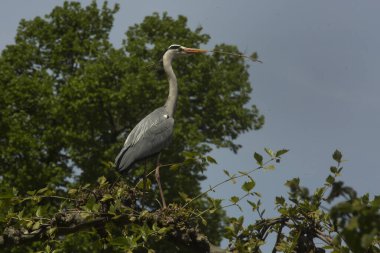 Gri balıkçıl (Ardea cinerea).