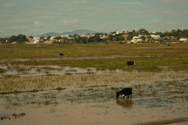 İnekler Antananarivo, Madagaskar yakınlarındaki sel basmış bir arazide otlarlar..