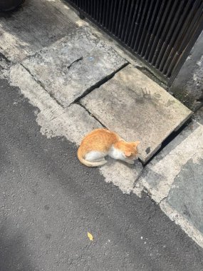 Turuncu tekir kedi beton bir blokta huzur içinde dinleniyor ve dış mekanda dokulu taştan bir arka planı var..