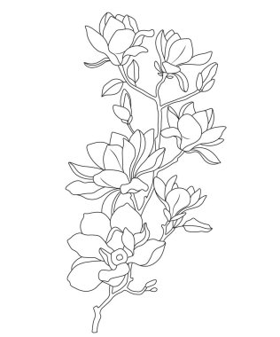 Beyaz arkaplanda zarif manolya çiçek dalı çizgisi sanat vektörü illüstrasyonu