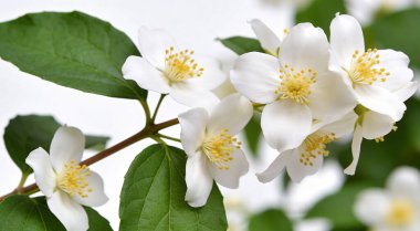 Güzel yasemin çiçekleriyle dolu bir dal beyaz üzerine izole edilmiş