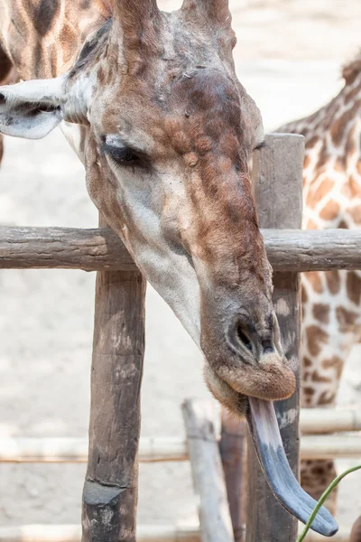 Cabeza de jirafa con lengua divertida — Foto de Stock