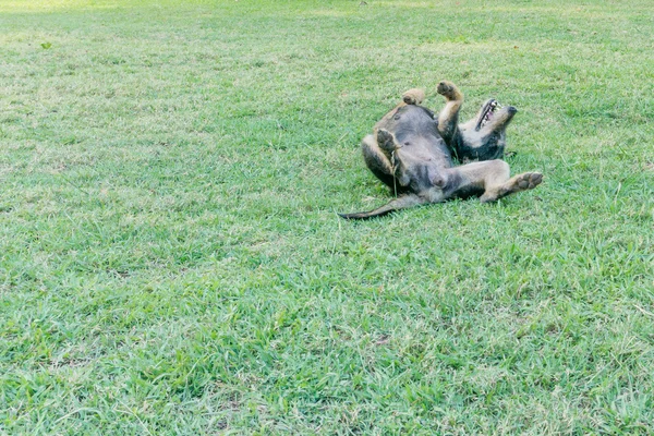 Yaz otların arasında inişli çıkışlı bir köpek