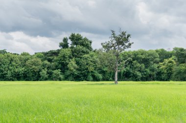 pirinç çiftlik peyzaj gün öğlen ışık üzerinde yumuşak odak.