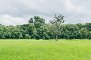 pirinç çiftlik peyzaj gün öğlen ışık üzerinde yumuşak odak.