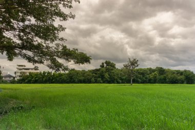 pirinç çiftlik peyzaj gün öğlen ışık üzerinde yumuşak odak.
