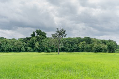 pirinç çiftlik peyzaj gün öğlen ışık üzerinde yumuşak odak.