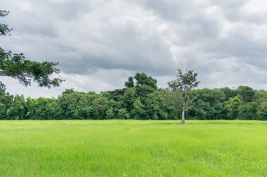 pirinç çiftlik peyzaj gün öğlen ışık üzerinde yumuşak odak.