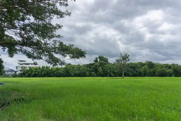 pirinç çiftlik peyzaj gün öğlen ışık üzerinde yumuşak odak.
