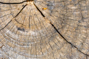 iç kahverengi günlük ahşap doku yüzey arka plan