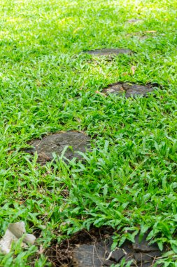 ağaç kütükleri, otların arasında yayılmış Bahçe dekoratif karosu
