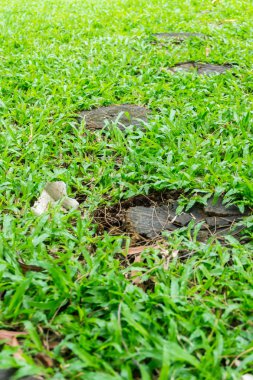 ağaç kütükleri, otların arasında yayılmış Bahçe dekoratif karosu