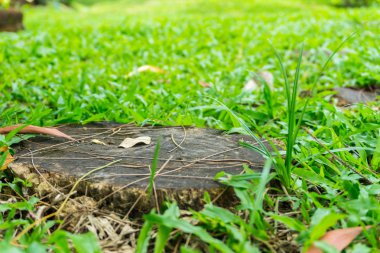 ağaç kütükleri, otların arasında yayılmış Bahçe dekoratif karosu