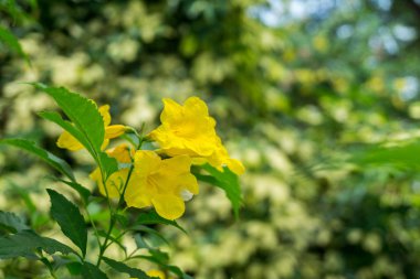 Altın trompet Allamanda cathartica yakın çekim