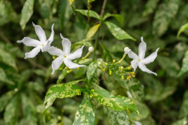 Güzel beyaz kar tanesi çiçek ya da Wrightia antidysent grup