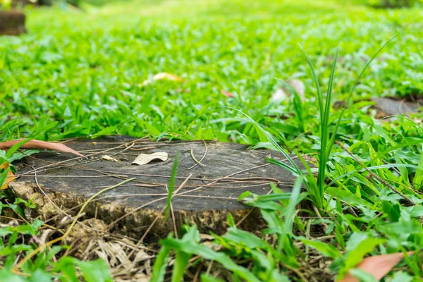 ağaç kütükleri, otların arasında yayılmış Bahçe dekoratif karosu