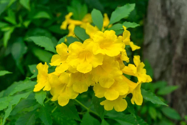 Close up of Golden Trumpet, Allamanda cathartica — Stock Photo, Image