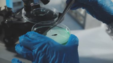 Bilim adamı elinde mikroskopla üç tabak tutuyor.